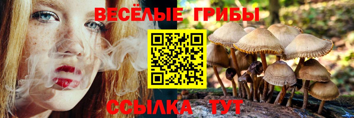Галлюциногенные грибы Psilocybe Большой Камень